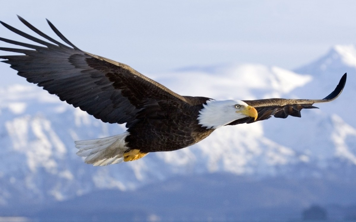 SIX LEADERSHIP PRINCIPLES TO LEARN FROM AN&nbsp;EAGLE